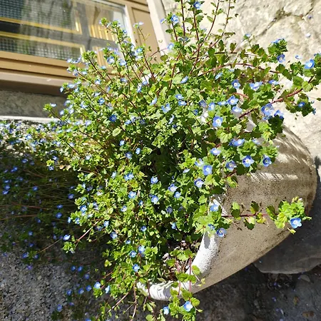 Charme A Corniglio
